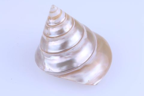 Turbo Muschel, creme, 9cm